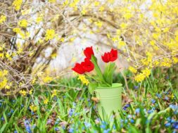 forsythia