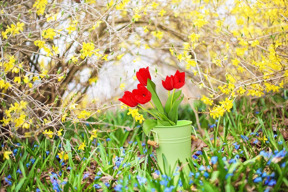 Créer des superbes ensembles de fleurs et arbustes : le forsythia